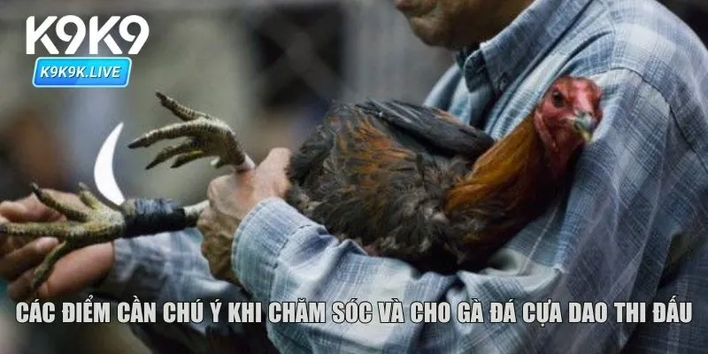 Các điểm cần chú ý khi chăm sóc và cho gà đá cựa dao thi đấu