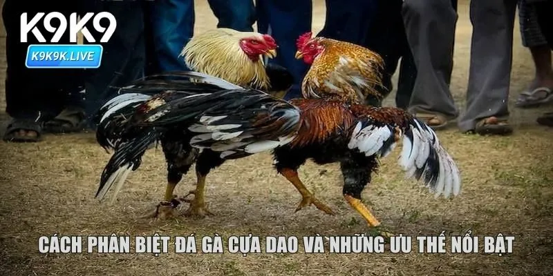 Cách phân biệt đá gà cựa dao và những ưu thế nổi bật