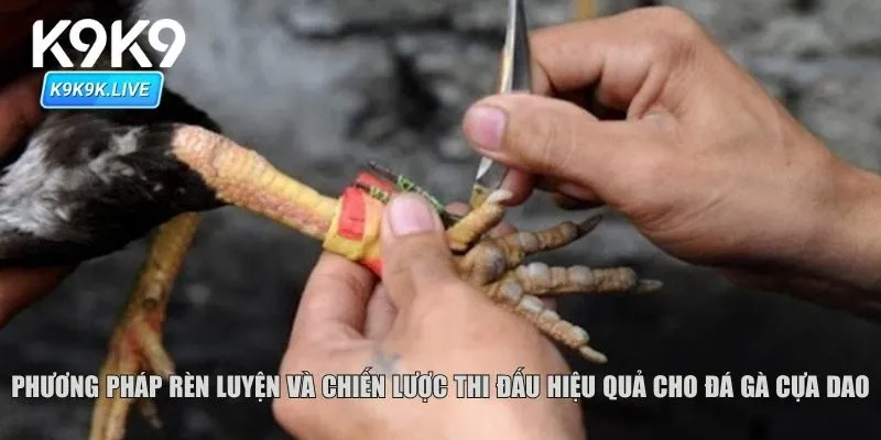 Phương pháp rèn luyện và chiến lược thi đấu hiệu quả cho đá gà cựa dao