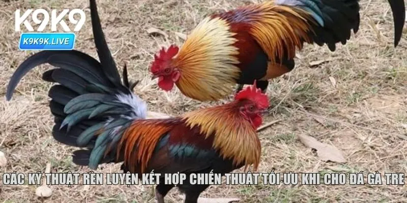 Các kỹ thuật rèn luyện kết hợp chiến thuật tối ưu khi cho đá gà tre