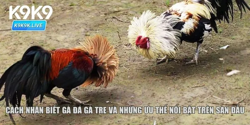 Cách nhận biết đá gà tre và những ưu thế nổi bật trên sàn đấu