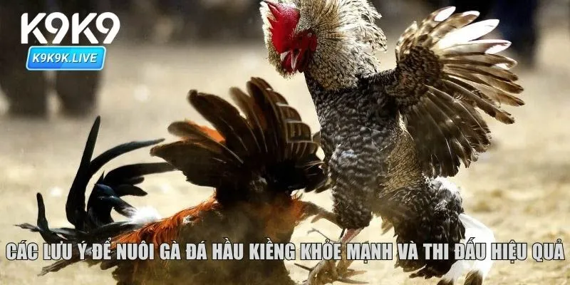 Các lưu ý để nuôi gà đá hầu kiềng khỏe mạnh và thi đấu hiệu quả