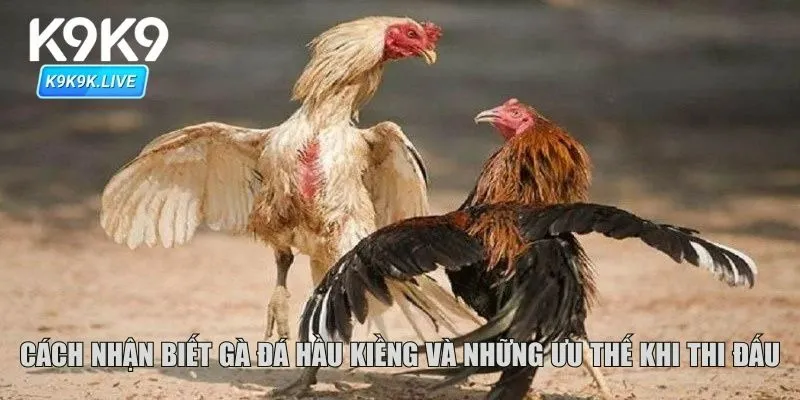 Cách nhận biết gà đá hầu kiềng và những ưu thế khi thi đấu