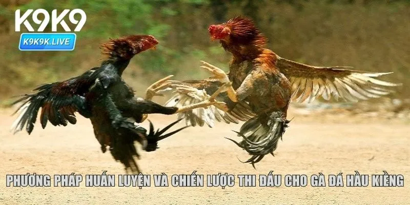 Phương pháp huấn luyện và chiến lược thi đấu cho gà đá hầu kiềng