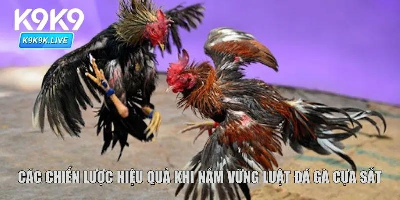 Các chiến lược hiệu quả khi nắm vững luật đá gà cựa sắt