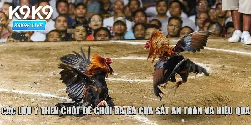 Các lưu ý then chốt để chơi đá gà cựa sắt an toàn và hiệu quả