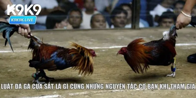 Luật đá gà cựa sắt là gì cùng những nguyên tắc cơ bản khi tham gia